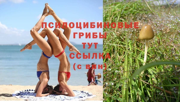 шишки Надым